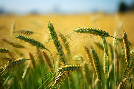 即将成熟的小麦高清图片