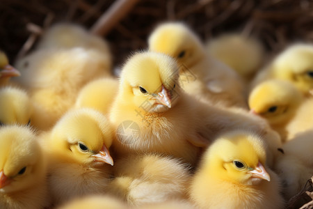 饲养的小鸡孵化育雏高清图片