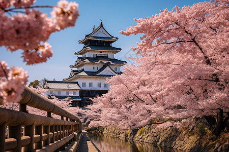 日式建筑公园中的樱花图片