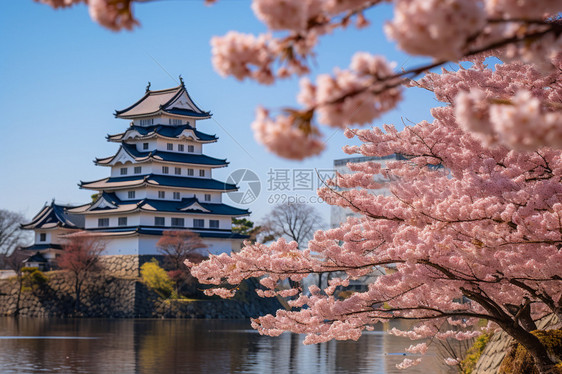 传统日式建筑旁盛开的樱花图片