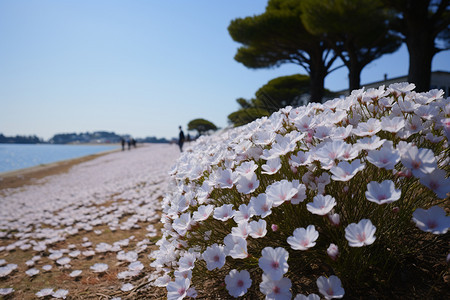 北海道盛开的美丽花朵图片