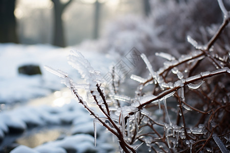冬季霜冻的植物图片