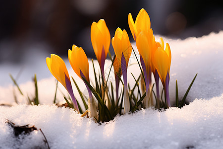 雪地里冒出的花朵图片