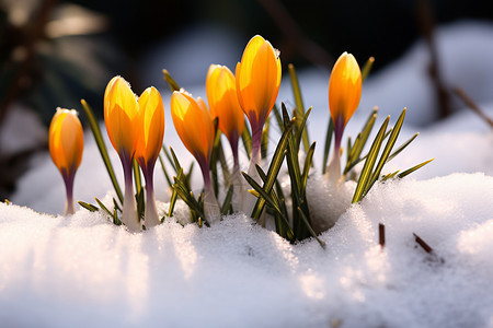 冬天雪地里的花图片