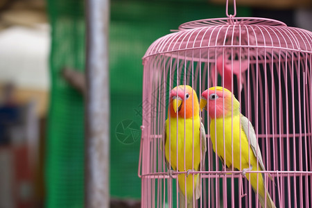鸟被关在一起的粉色笼子里图片