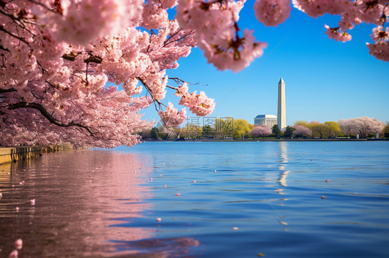 华盛顿纪念碑下的樱花盛放图片