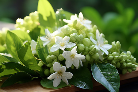 茉莉鲜花漂亮的茉莉花束背景