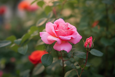 明亮粉红玫瑰图片