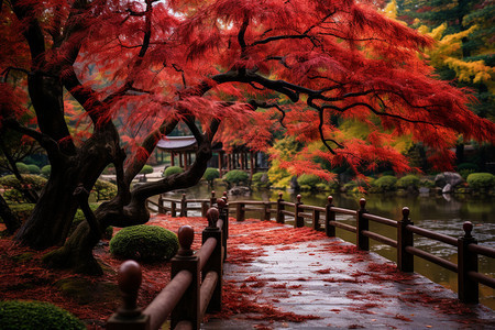 秋日园林里的枫叶图片
