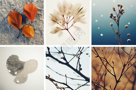 冬天的叶子拼贴图片