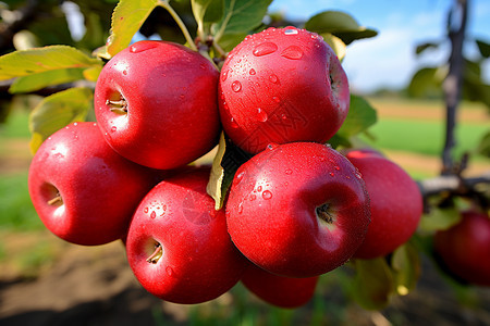农业苹果园中成熟的苹果图片