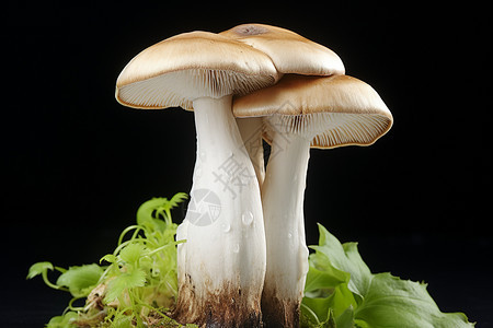 植物上的一群蘑菇图片