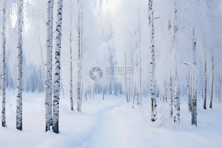 冬季冰雪覆盖的森林景观图片