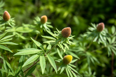 满山的紫锥菊图片