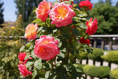 春天花园中盛开的玫瑰花图片