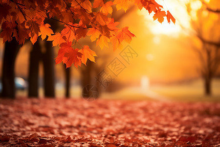 秋日公园中的金黄景色背景图片