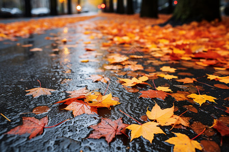 秋日雨中的枫叶街景图片