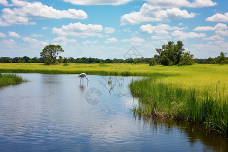 夏季农村河流沼泽的美丽景观图片