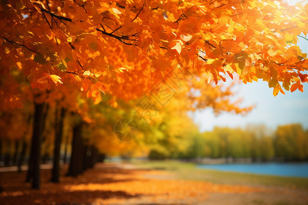 绚丽线条秋季绚丽的枫叶树林背景