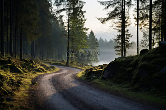 森林曲径，在雾气中穿行的一条路图片