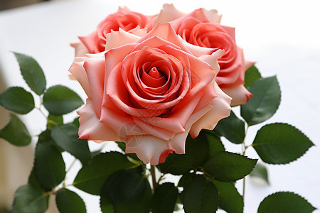 白色背景上的玫瑰花图片