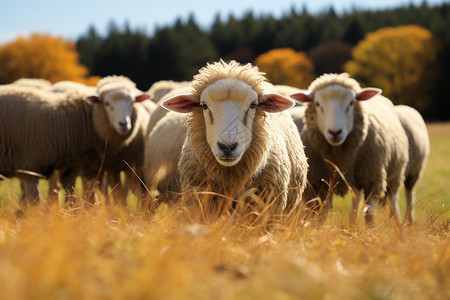 乡村草原上放牧的羊群图片