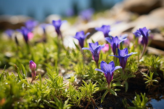夏天山脉中盛开的龙胆花图片