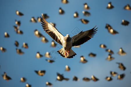 空中翱翔的鸽子背景图片