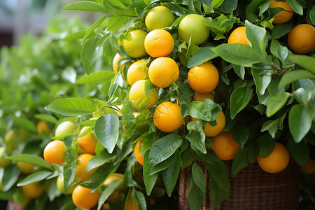 新鲜成熟的橙子图片