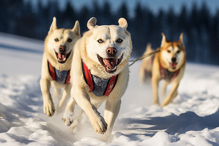 冬天雪地中奔跑的狗狗背景图片