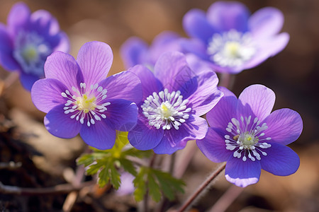 公园中盛开的马莲花花朵图片