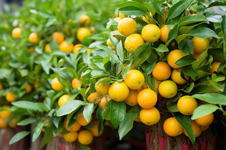 成熟水果的橙子图片