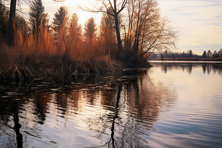 公园内湖边的芦苇自然风景-广告图片