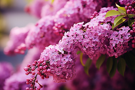 夏季美丽的紫丁香图片