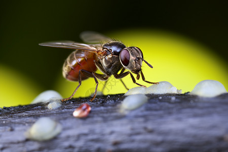 动物水果吃东西的果蝇背景