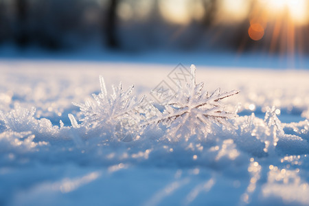 冬日中的冰雪奇景图片