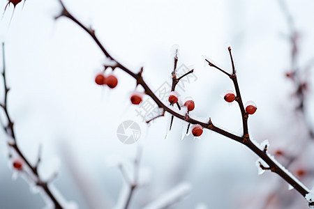 积雪树枝上的果子图片