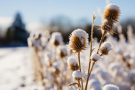 冰雪公园冰雪覆盖的植物背景