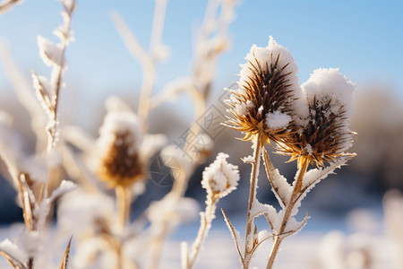 雪中刺蓟花朵背景图片