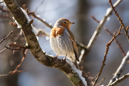 冬天的鸟儿图片