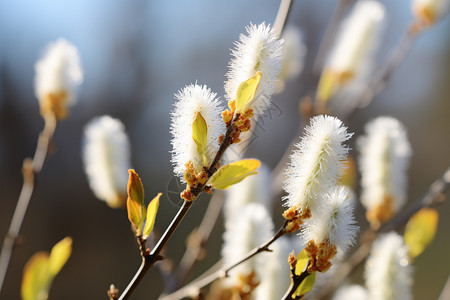 毛茸茸的白花图片