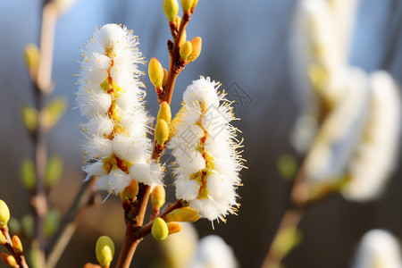 盛开的白花枝条白花高清图片