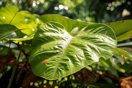 翠绿的植物叶子图片