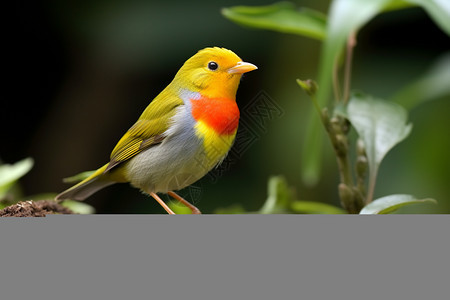 小黄鸟栖息于绿叶间图片
