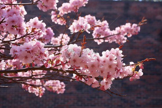 美丽的樱花图片