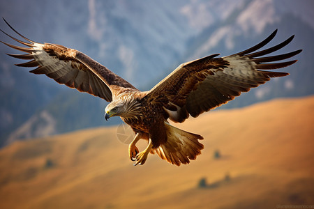 自由翱翔的鹰图片