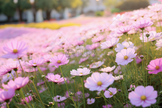 公园中美丽的花海景观图片