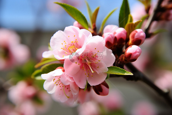 春天户外绽放的樱花景观图片