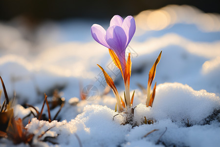 户外雪地中盛开的雪花莲背景