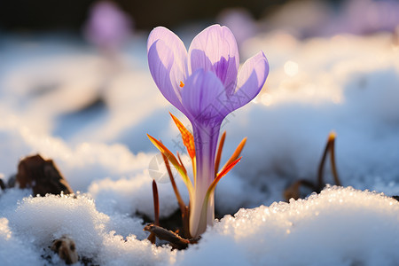 雪地中盛开的雪花莲背景